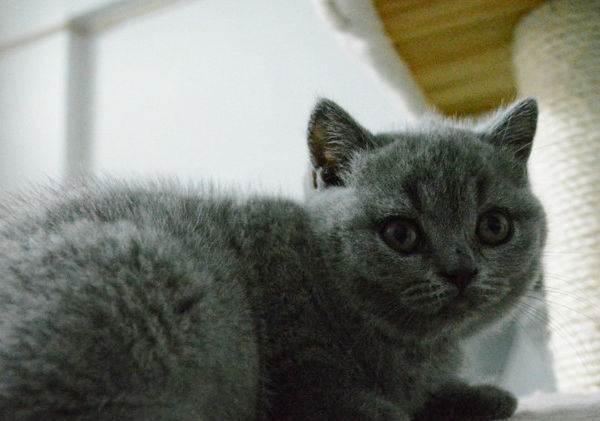 英短蓝猫幼猫纯种英 国短毛猫宠物英短蓝猫